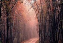 法国女排队员表现出色成功晋级决赛